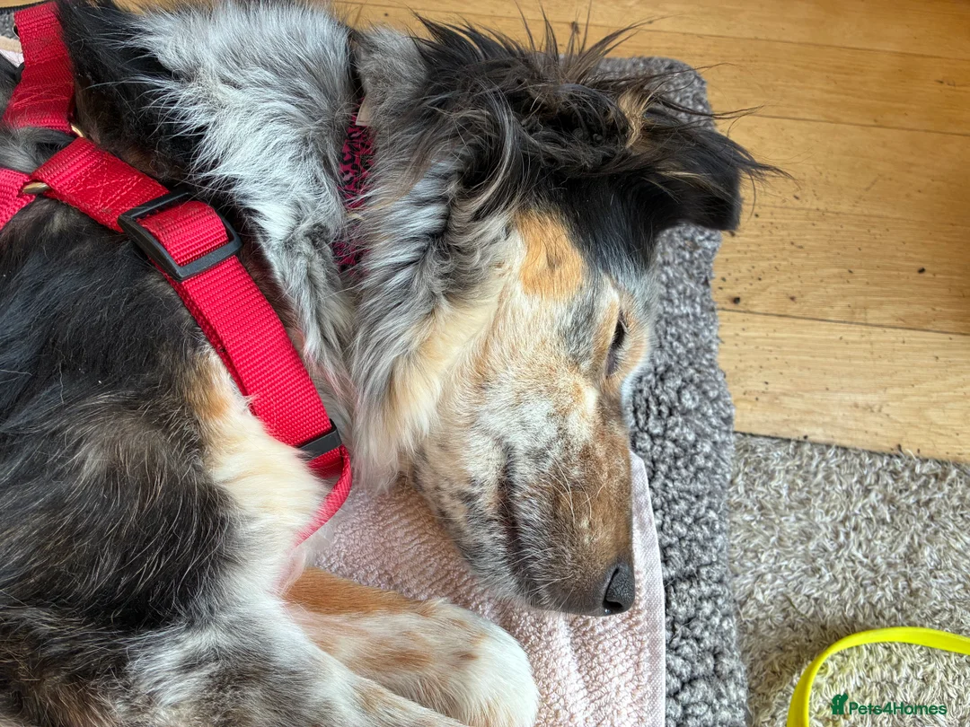 Mixed Breed dogs for adoption: IRIS, a gentle dog of quiet nature - Advert 5