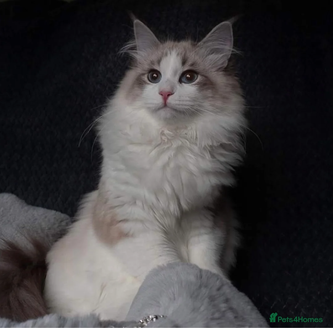Siberian cats for sale: Siberian Kittens Neva Masquerade White - Advert 2