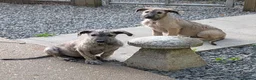 Irish Wolfhound dogs for sale: Irish Wolfhound puppies  - Advert 27