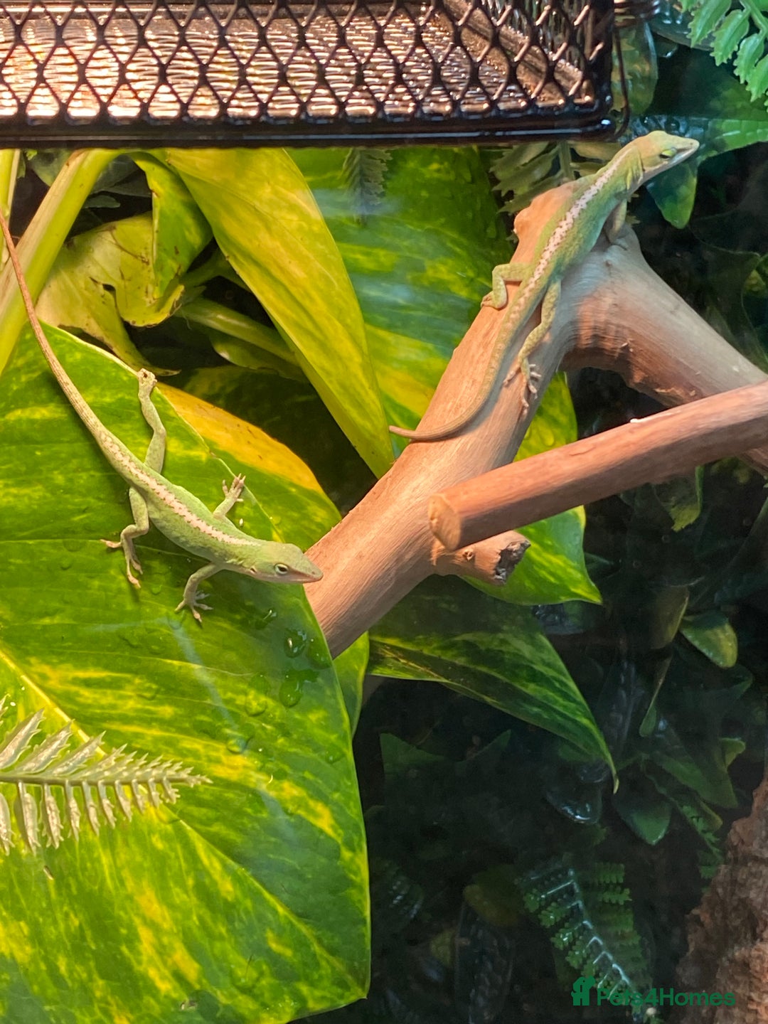 Anole reptiles for sale: 3 x juvenile green anole for sale - Advert 2