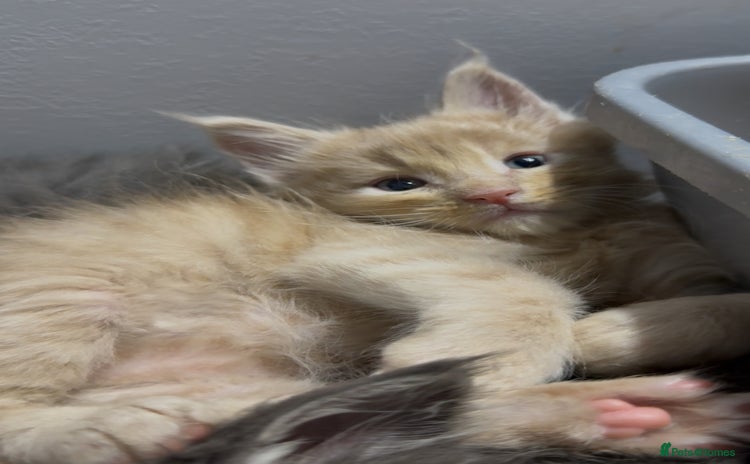 Maine Coon cats - Advert 3