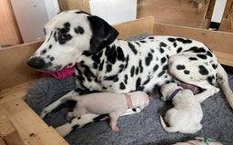 Dalmatian dogs for sale: Stunning Dalmatian puppies KC reg show winners - Image 23