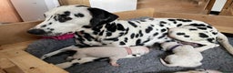 Dalmatian dogs for sale: Stunning Dalmatian puppies KC reg show winners - Advert 10