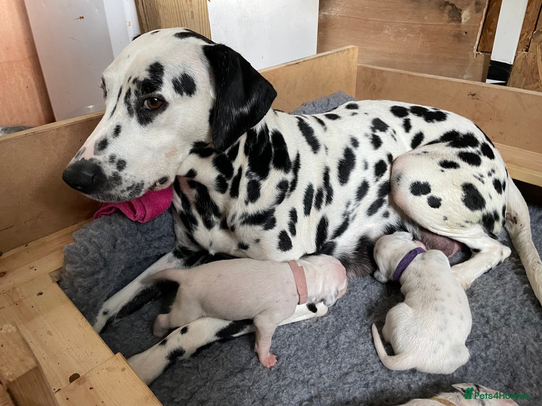 Dalmatian dogs for sale: Stunning Dalmatian puppies KC reg show winners - Image 23