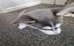 Siberian Husky dogs for sale: 4 lovely husky puppies for sale  - Image 9