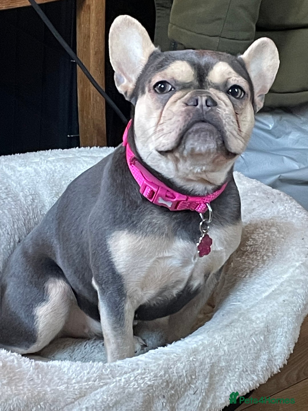 French Bulldog dogs for sale: Three French bulldog males  - Advert 1