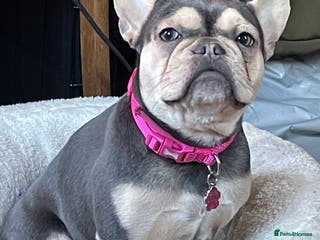 French Bulldog dogs Three French bulldog males - Advert 6