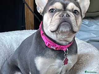 French Bulldog dogs Three French bulldog males - Advert 16