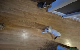 Mixed Breed cats for sale: Kittens for sale - Image 3