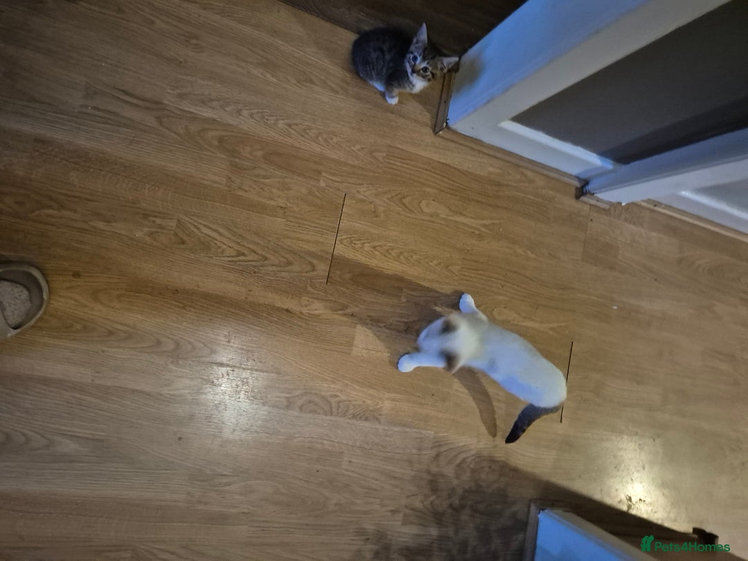 Mixed Breed cats for sale: Kittens for sale - Image 3