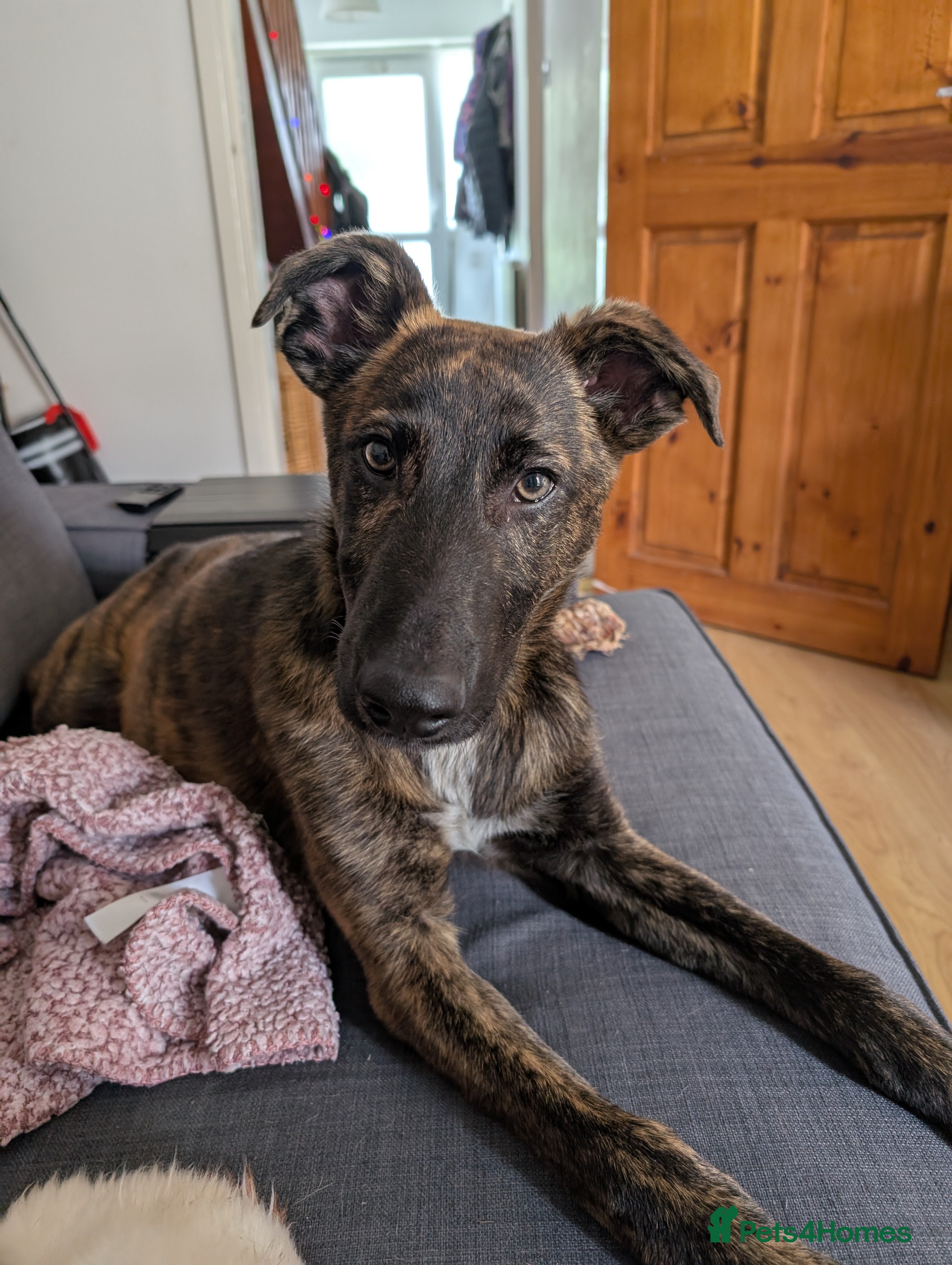 Mixed Breed dogs Knox - Shephound - Advert 1