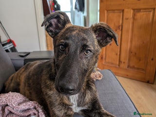 Mixed Breed dogs Knox - Shephound - Advert 1