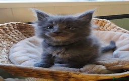 Maine Coon cats for sale: Two beautiful blue smoked mainecoon girls 4 sale  - Image 4