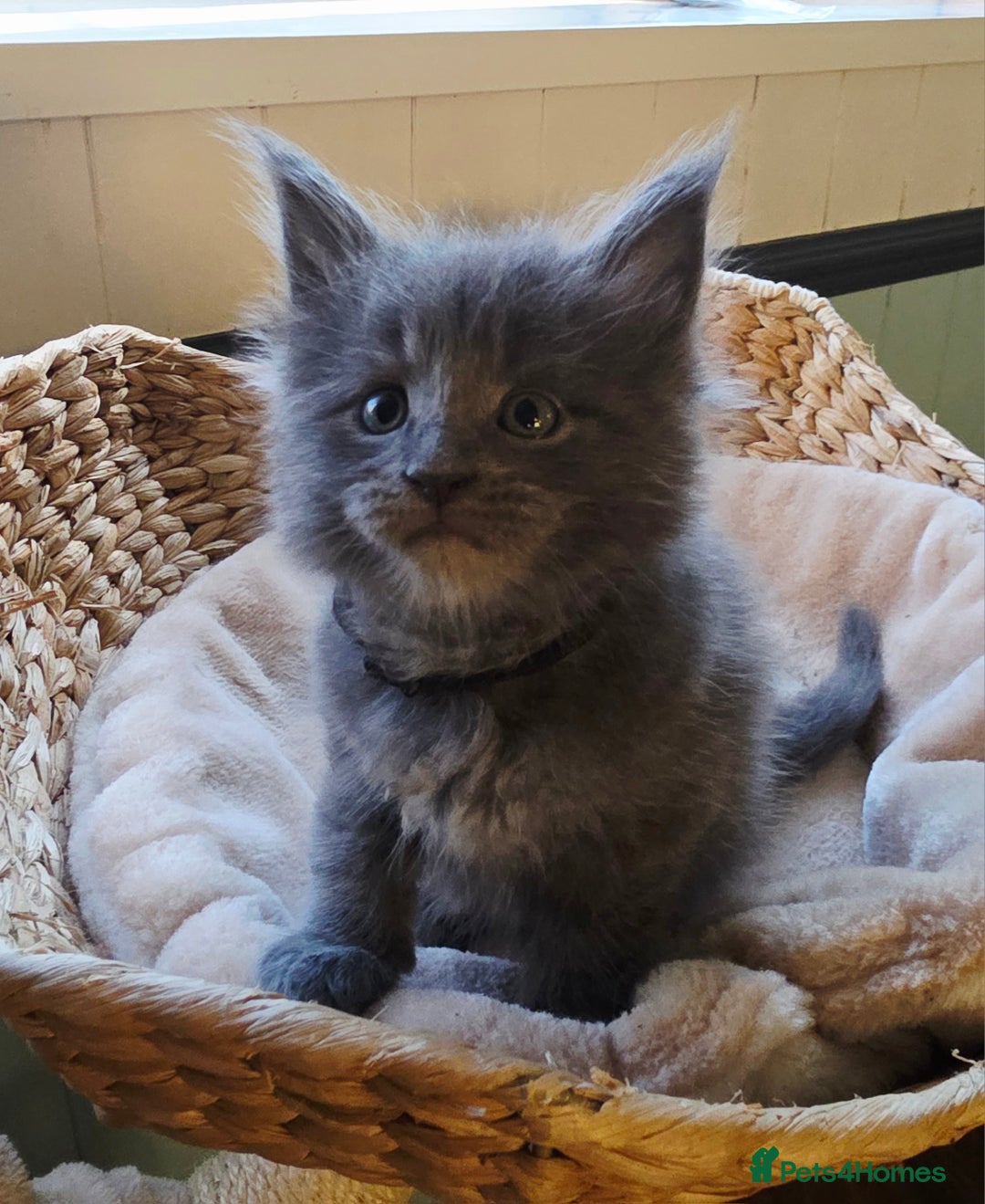 Maine Coon cats for sale: Two beautiful blue smoked mainecoon girls 4 sale  - Image 4