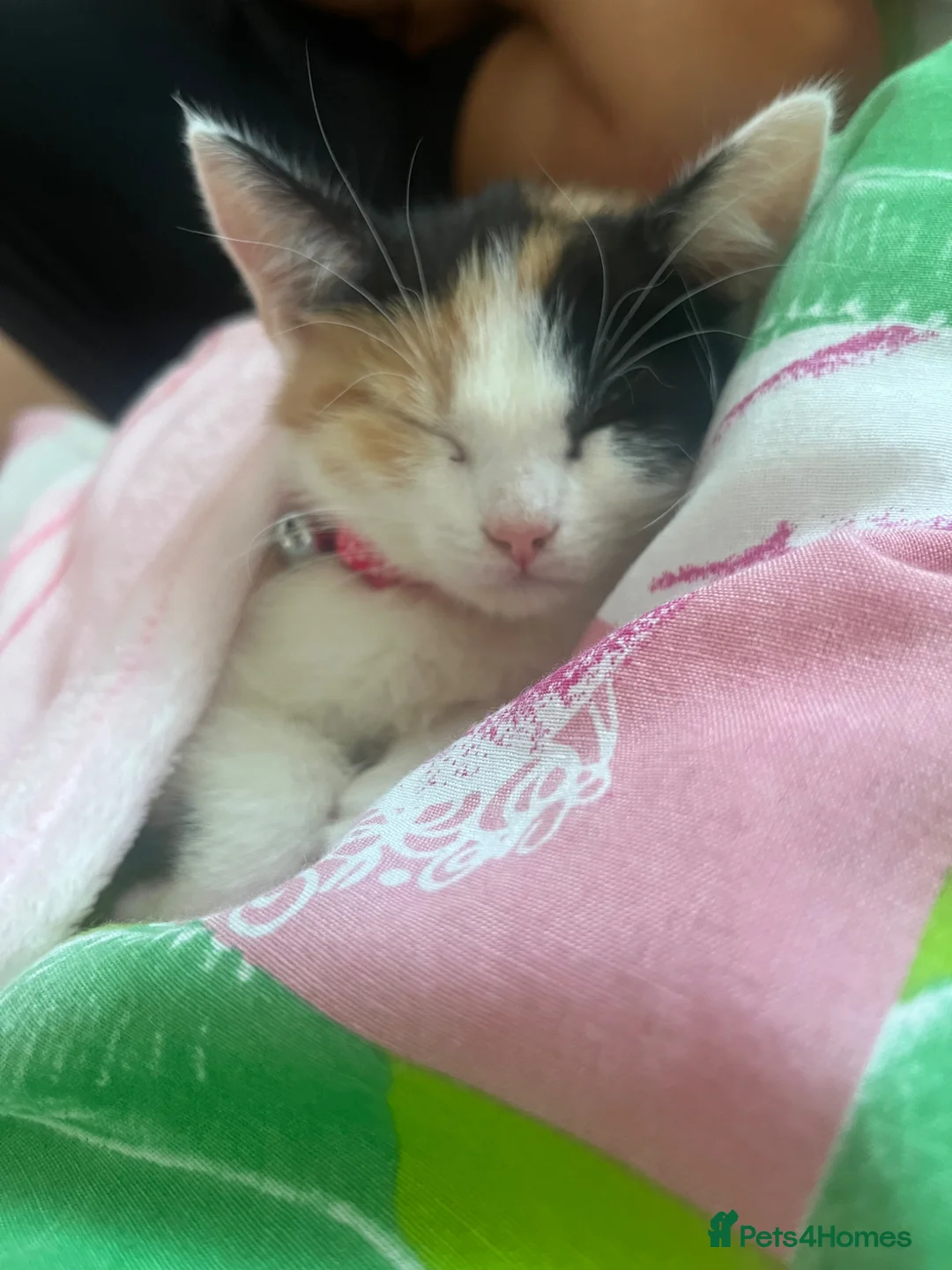 Mixed Breed cats for sale: Kitten for sale  in Stockport - Advert 1