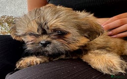 Shih Tzu dogs for sale: Shih tzu  - Image 4