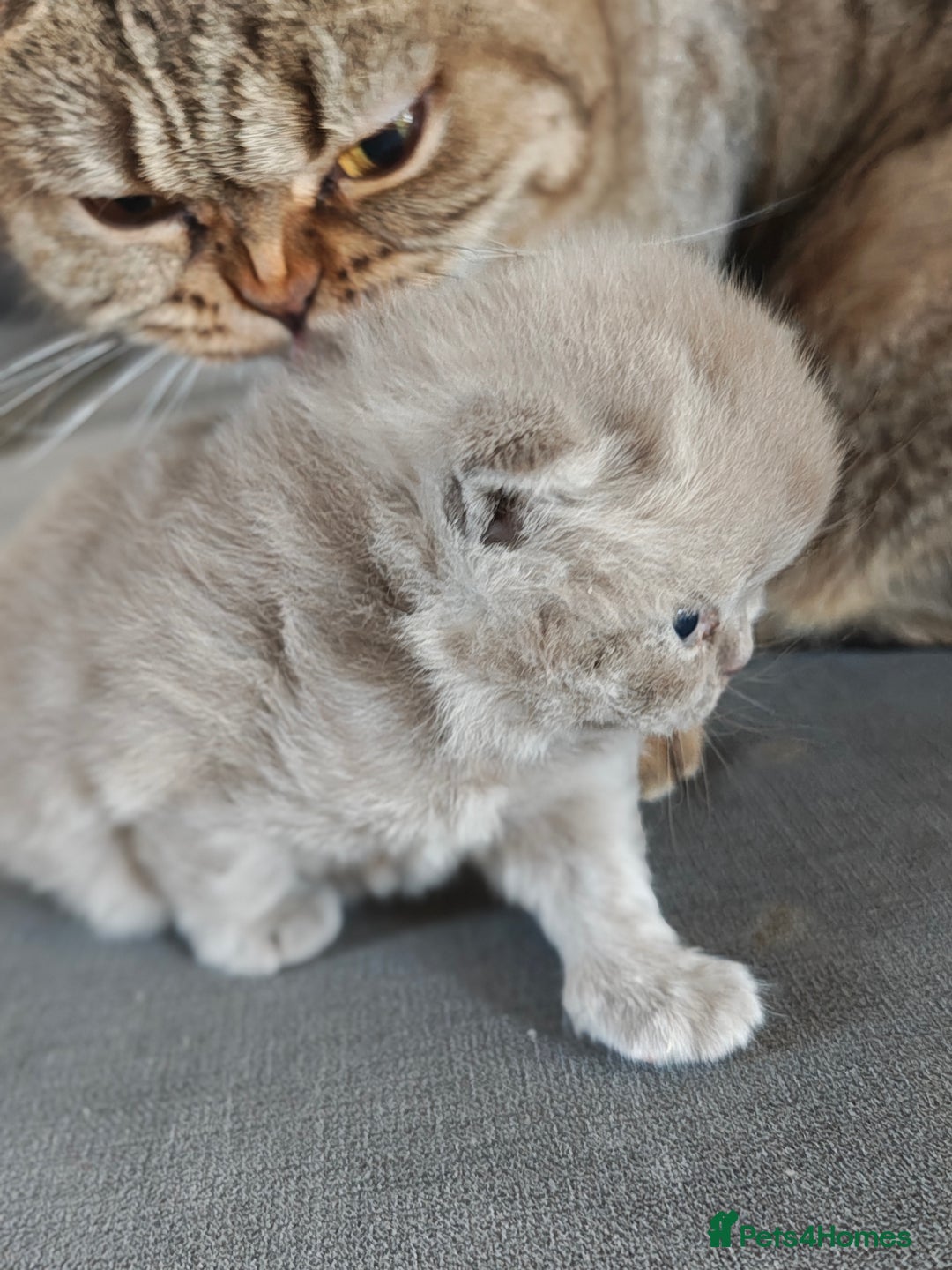 British Shorthair cats for sale: British Shorthair and Longhair  GCCF registered  - Advert 3