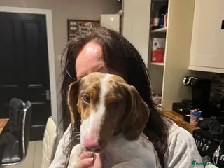 Miniature Dachshund dogs Male Miniature Daschund - Advert 3