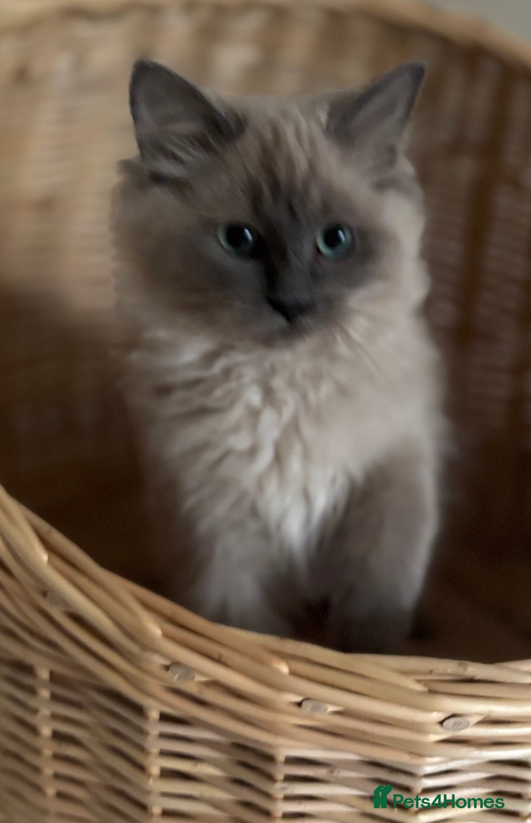 Ragdoll cats for sale: Beautiful blue mink colourpoint boy tica reg - Advert 5