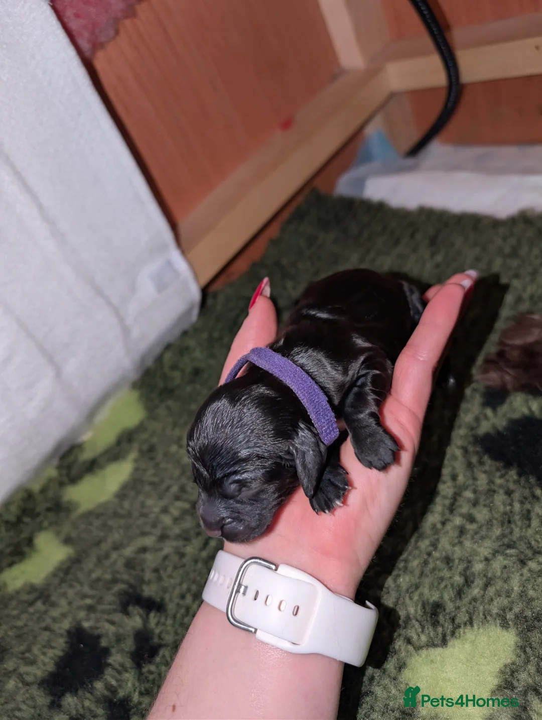 Sproodle dogs for sale: Sproodle f1b puppies - Advert 24