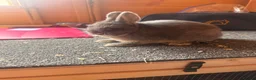 Netherland Dwarf rabbits for sale: Pure bred netherland dwarfs - Advert 3