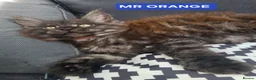 Maine Coon cats for sale: 3 Beautiful Maine coons  - Advert 13