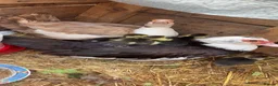Ducks poultry for sale: Muscovy ducklings  in Barnsley - Advert 4