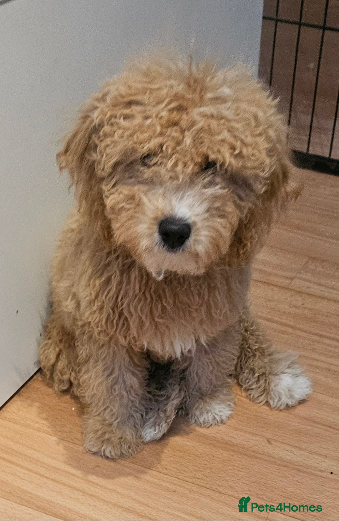 Mini Goldendoodle dogs Small F1B goldendoodle boys ✨️💙 - Advert 2