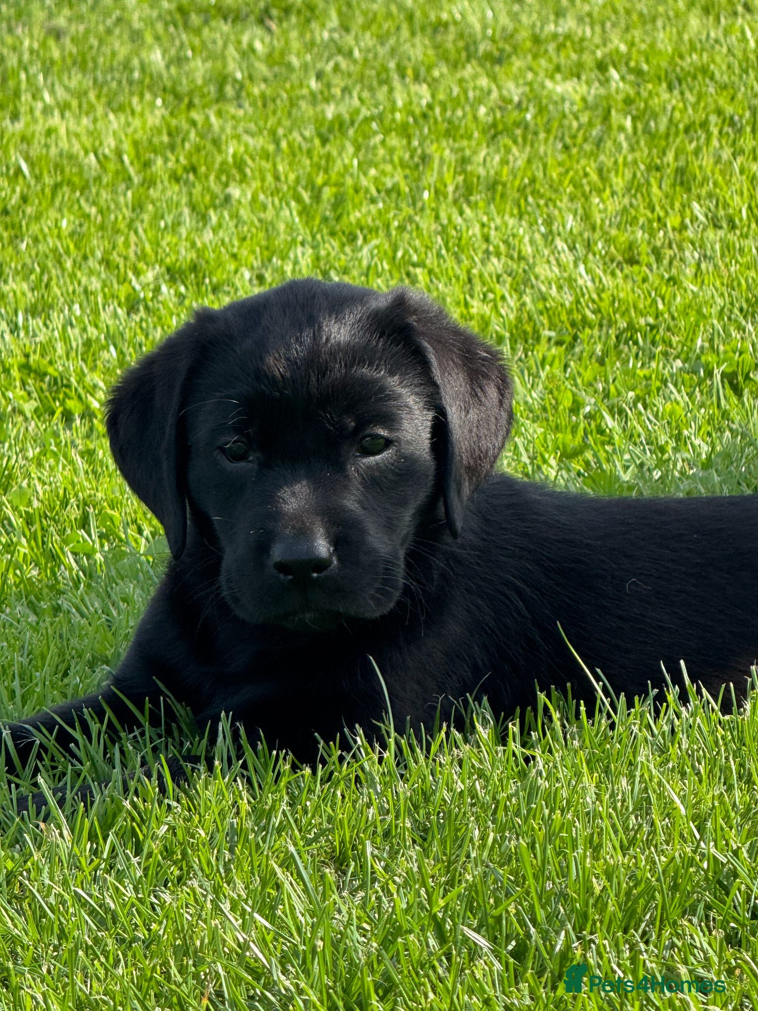 Labrador Retriever dogs chunky show x working pups by Afinmore Amsterdam - Advert 1