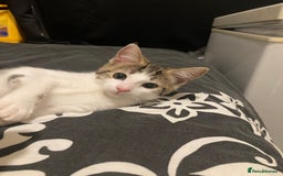 European cats for sale: 2 Adorable Kittens ready for their forever homes  - Advert 25