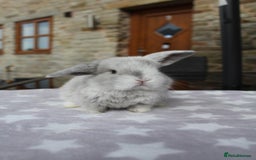 Mini Lop rabbits for sale: Beautiful Litter of Mini Lops - 4 boys & 1 girl - Image 6