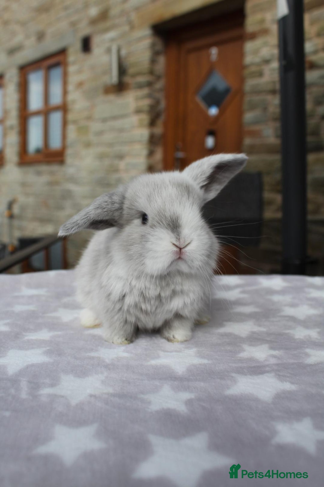Mini Lop rabbits for sale: Beautiful Litter of Mini Lops - 4 boys & 1 girl - Image 6