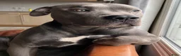 Staffordshire Bull Terrier dogs for stud: Lennox BLUE STAFF  in Weybridge - Advert 5