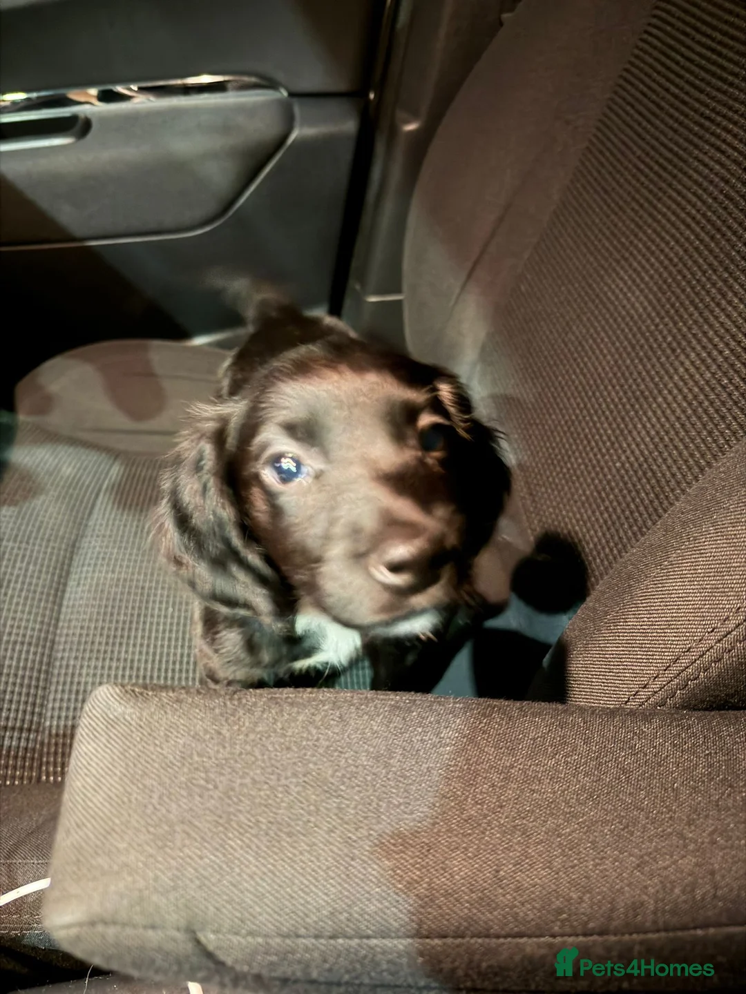 Mixed Breed dogs for sale: Nala  - Advert 4