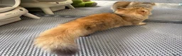 British Longhair cats for sale: ✨TICA REGISTERED GOLDEN LONGHAIR KITTENS✨ - Advert 12