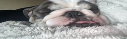 Mixed Breed dogs for sale: English Bulldog Monty - Advert 3