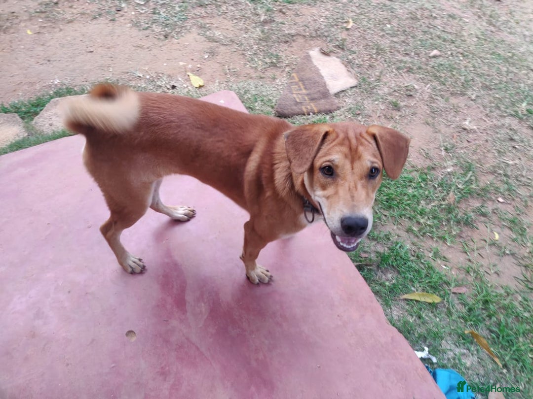 Mixed Breed dogs for sale: Looking for a loving home for one of our 2 Pups! - Image 1