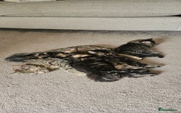 Domestic Shorthair cats for sale: Tabby kittens for sale - Image 5