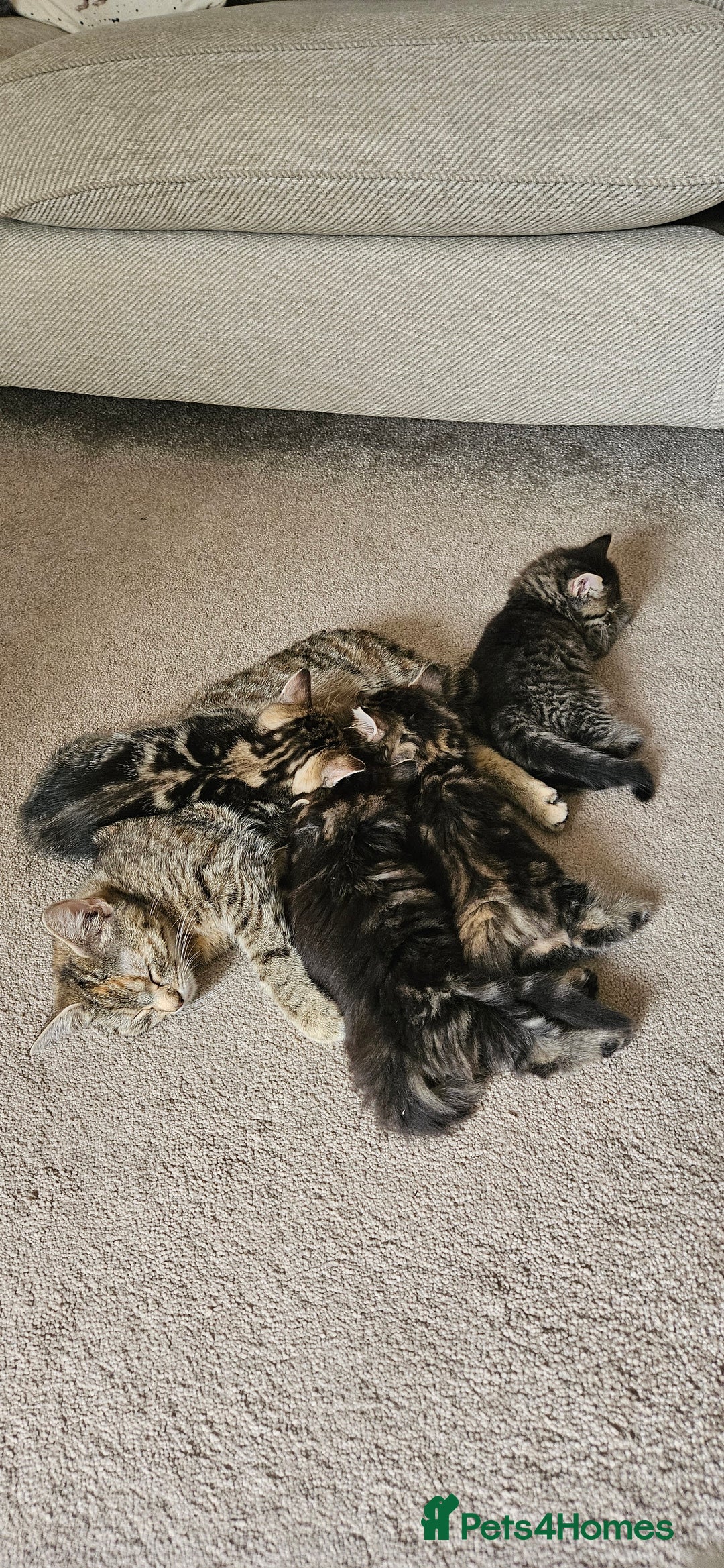 Domestic Shorthair cats for sale: Tabby kittens for sale - Image 5