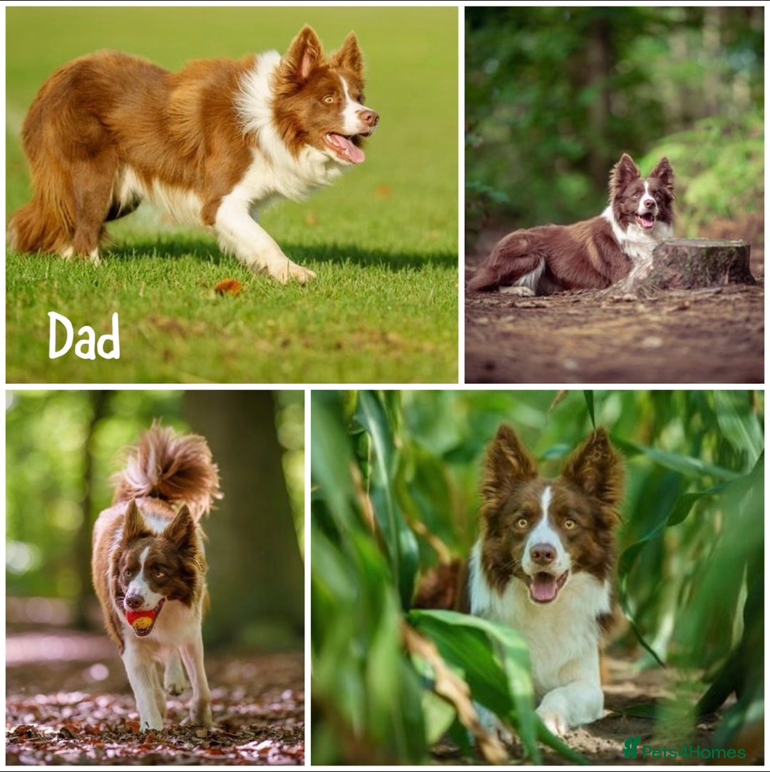 Border Collie dogs for sale: KC Reg Red + White Border Collie Puppies - Image 10