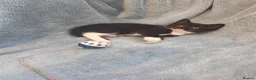 Mixed Breed cats for sale: Beautiful Kittens VIDEOS - Advert 26