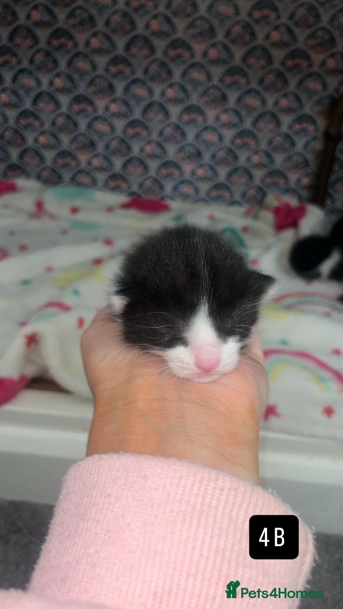 Mixed Breed cats for sale: Kittens for sale  - Advert 12