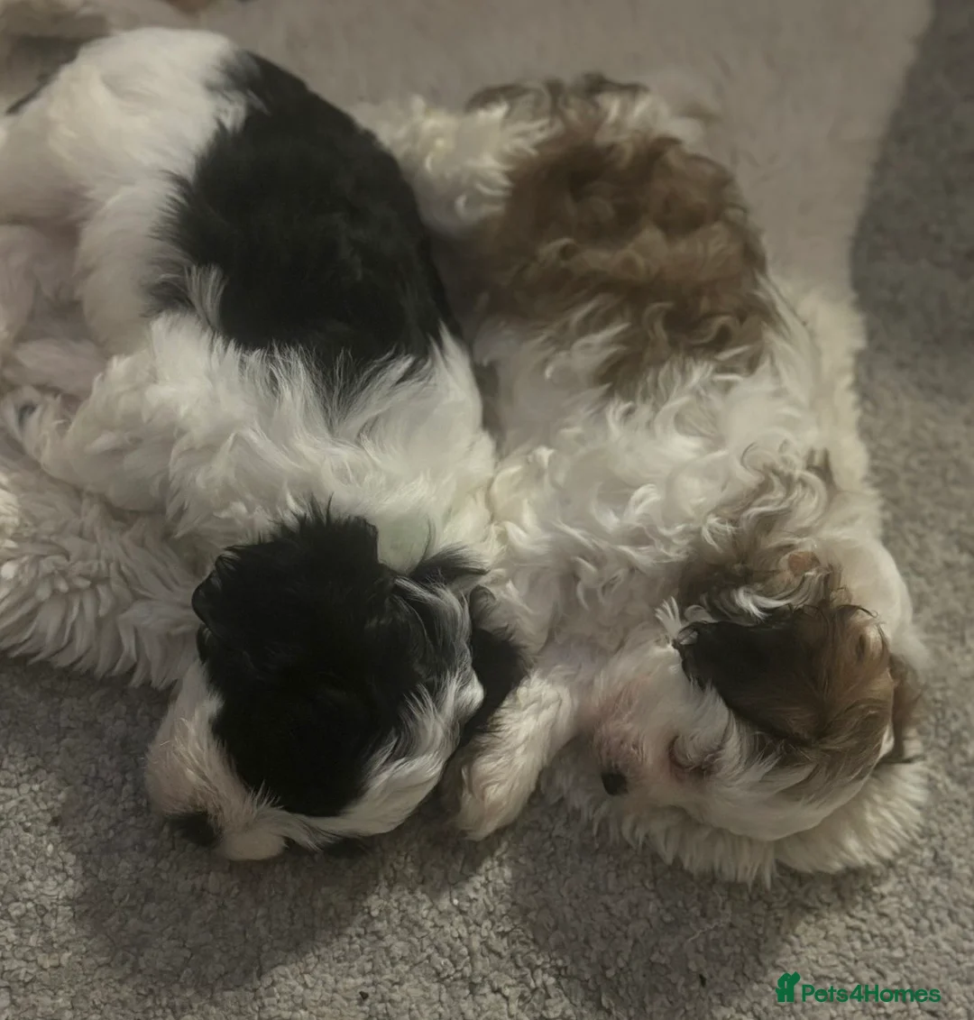 Mixed Breed dogs for sale: Malshipoo Puppy looking for his forever home - Advert 5