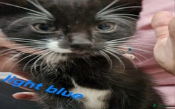 Mixed Breed cats for sale: Kittens  - Image 4