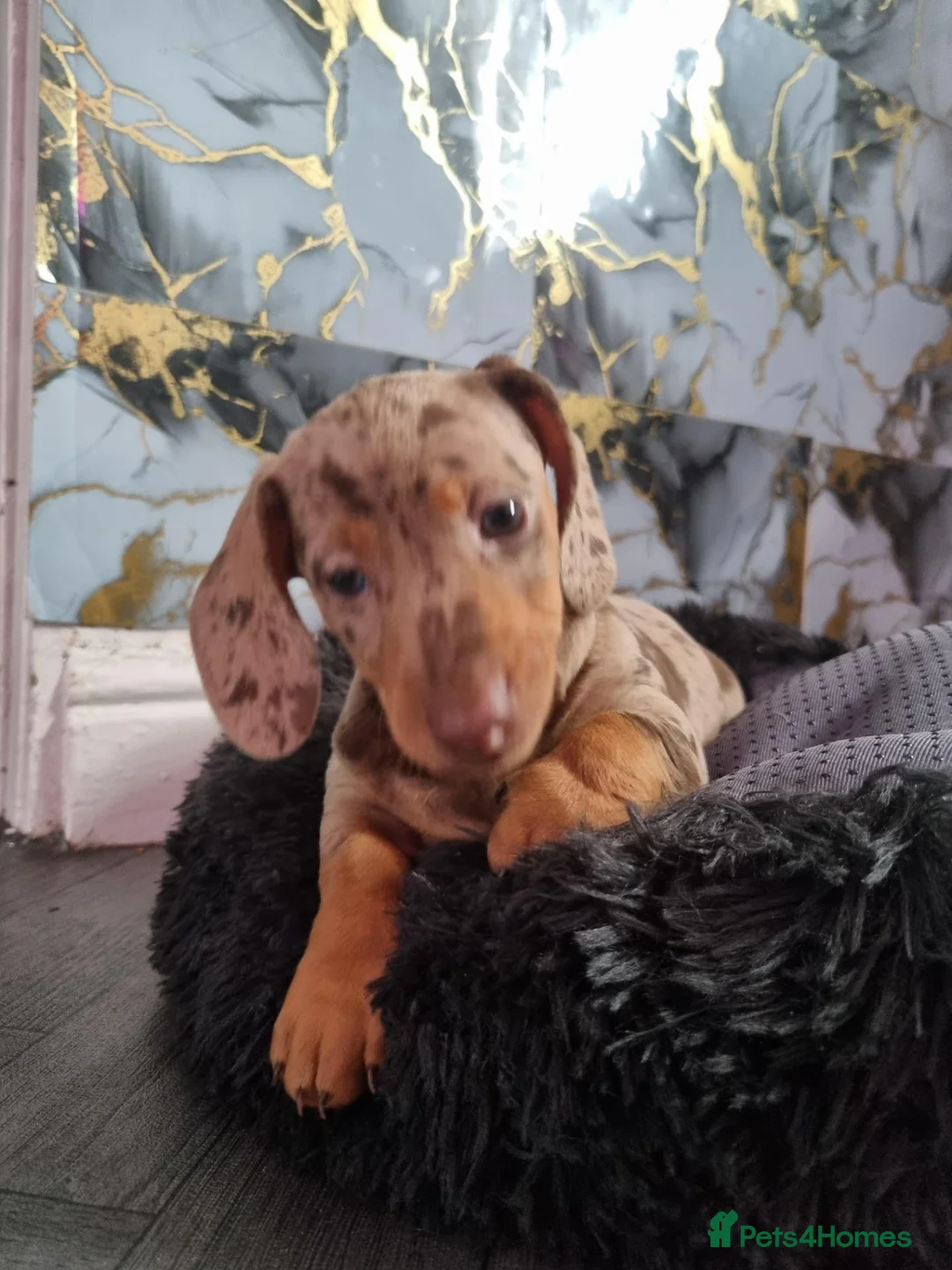 Dachshund dogs for sale: 🐾 2 Male Dachshund Puppies – 6 Weeks Old 🐾 - Advert 11