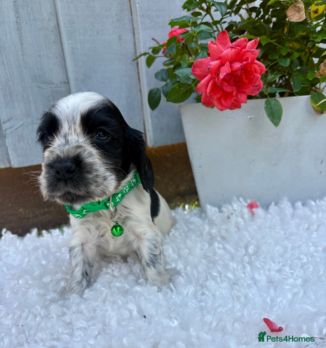 Cocker Spaniel dogs for sale: show type cocker spaniels puppies * ready now  - Image 20
