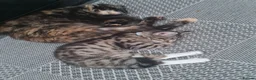 Mixed Breed cats for sale: Kittens - Advert 2