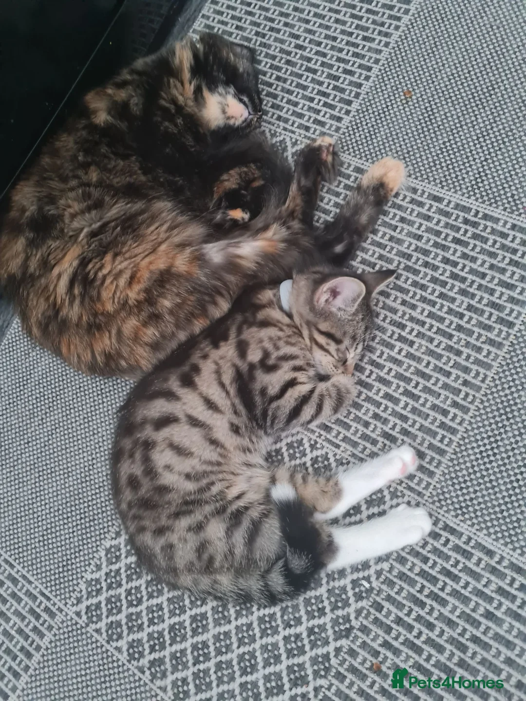 Mixed Breed cats for sale: Kittens - Advert 2