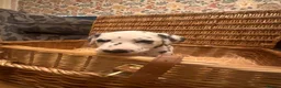 Dalmatian dogs for sale: 6 Dalmatian Puppies for Sale  in Heathfield - Advert 14