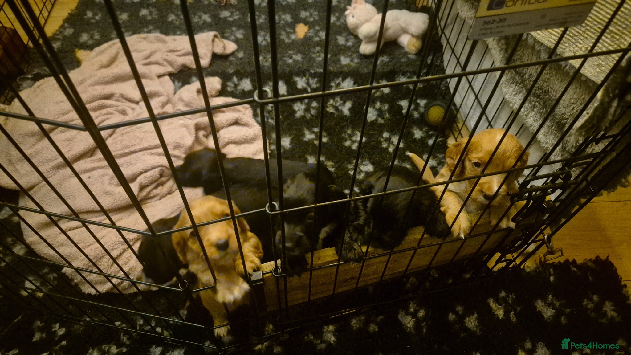 Cocker Spaniel dogs for sale: 6 cocker spaniel pups  - Advert 5